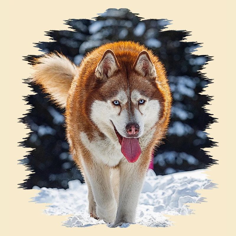 Husky