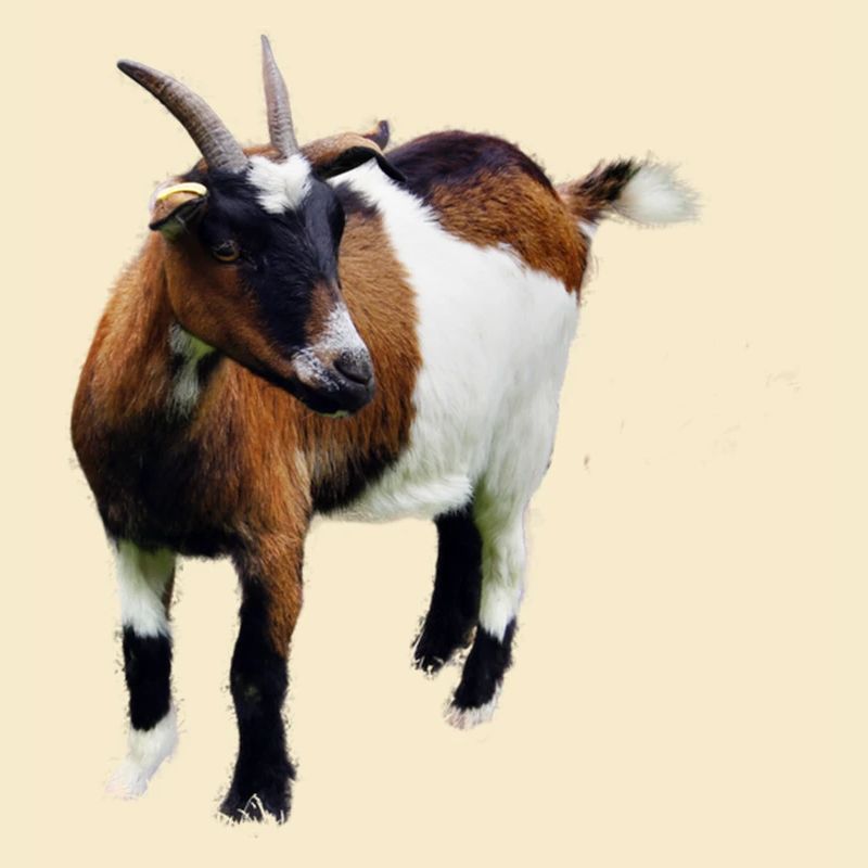 Ziege