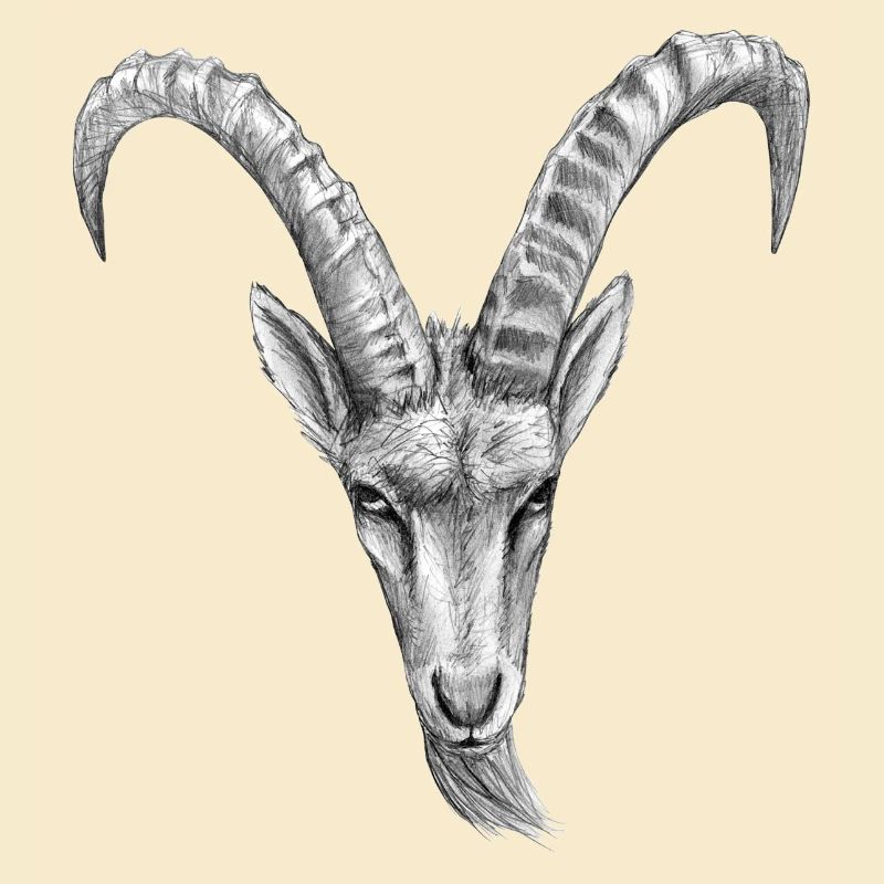 steinbock