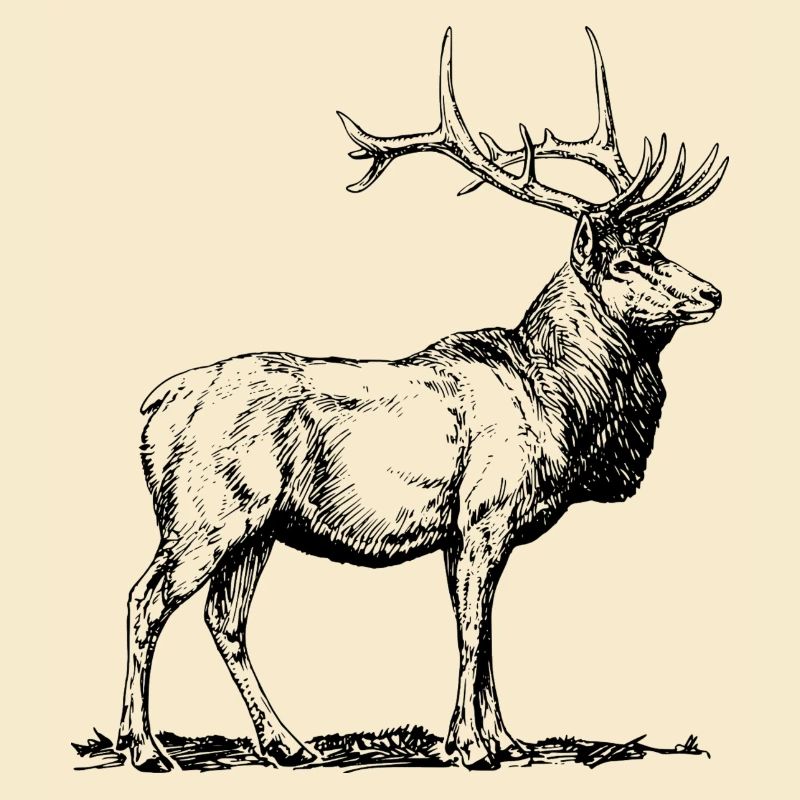 Hirsch