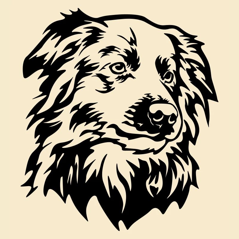 Border Collie Kopf