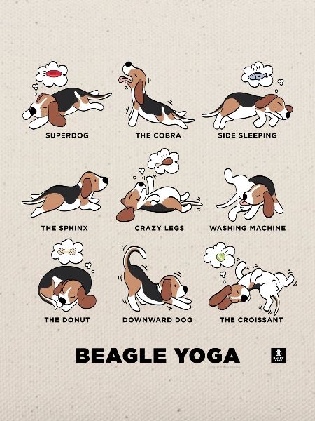 BEAGLE YOGA