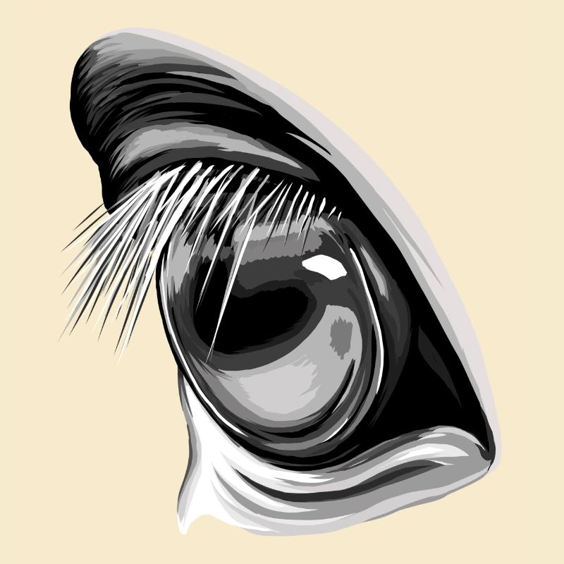 Pferdeblick