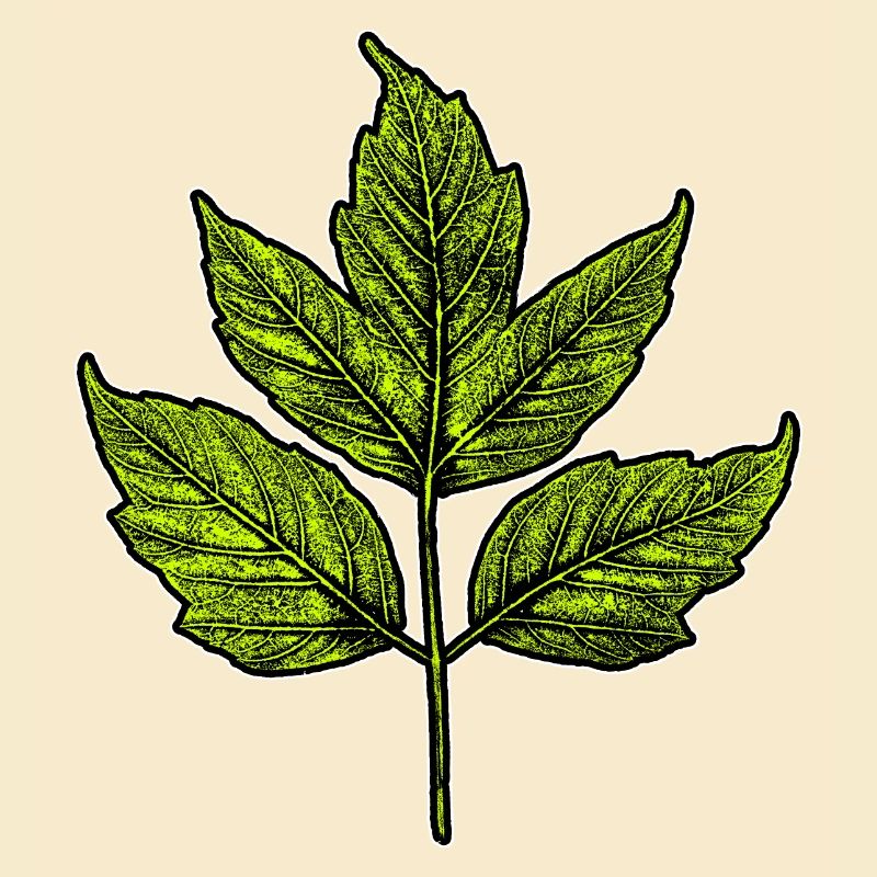 Blatt - Eschen-Ahorn