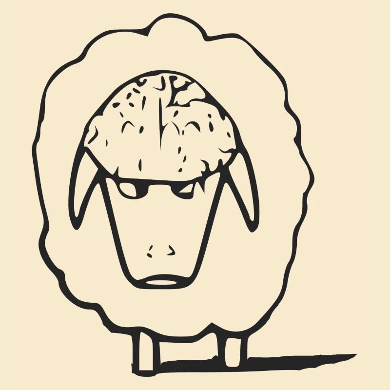 Hako the grumpy sheep