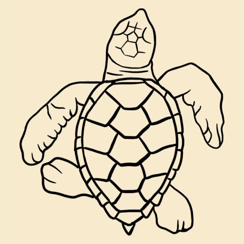 Little turtle
