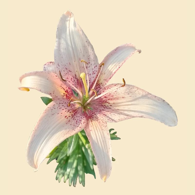 LYS ROSE