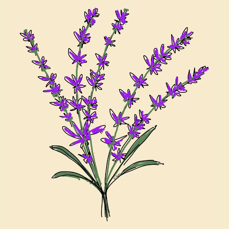 Lavendel