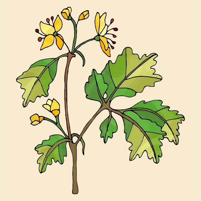 Fleur