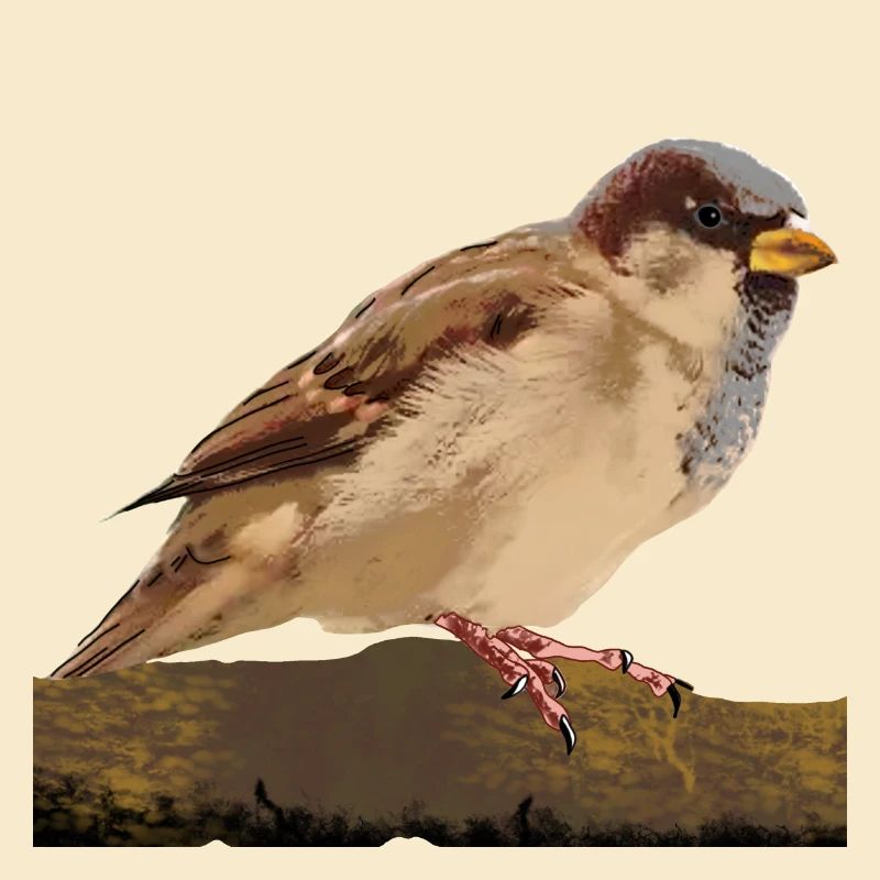 Spatz
