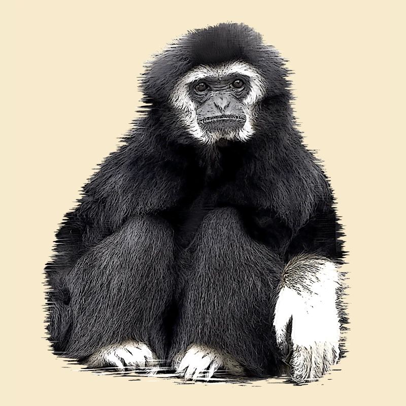 Gibbon Affe schwarz