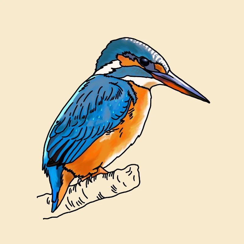 Eisvogel