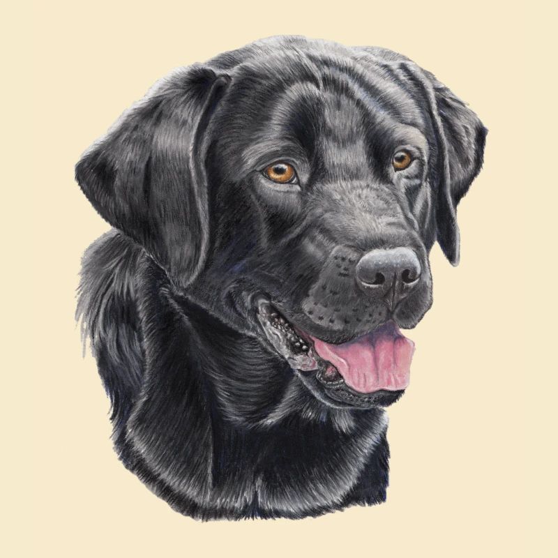 labrador retriever black P