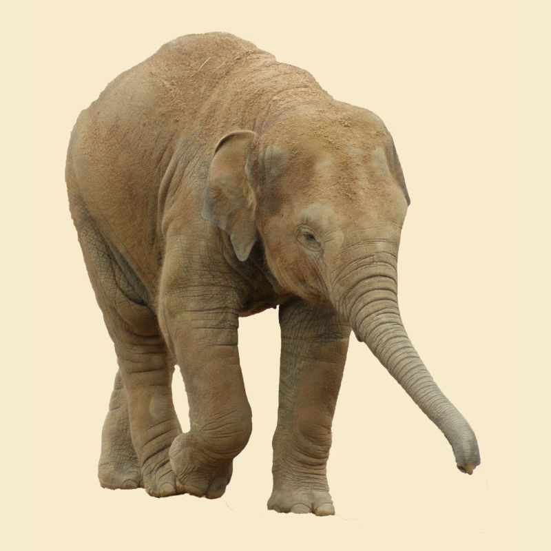 Baby Indischer Elefant.