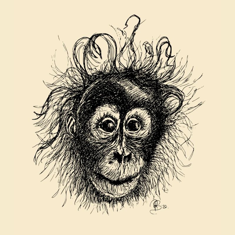Orang-Utan
