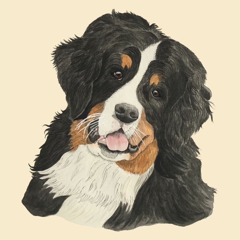 Berner Sennenhund