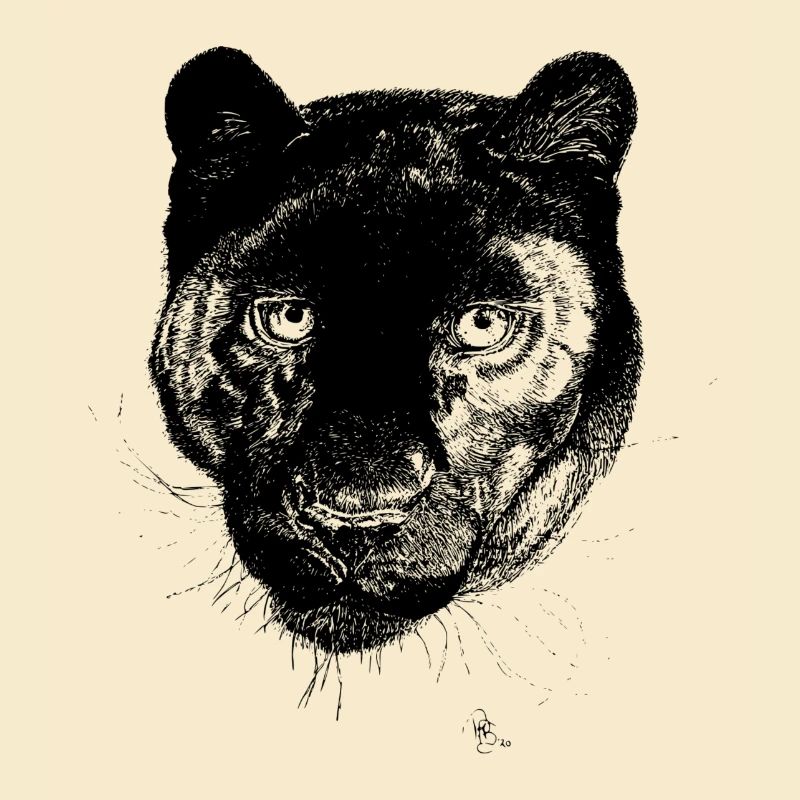 Schwarzer Panther