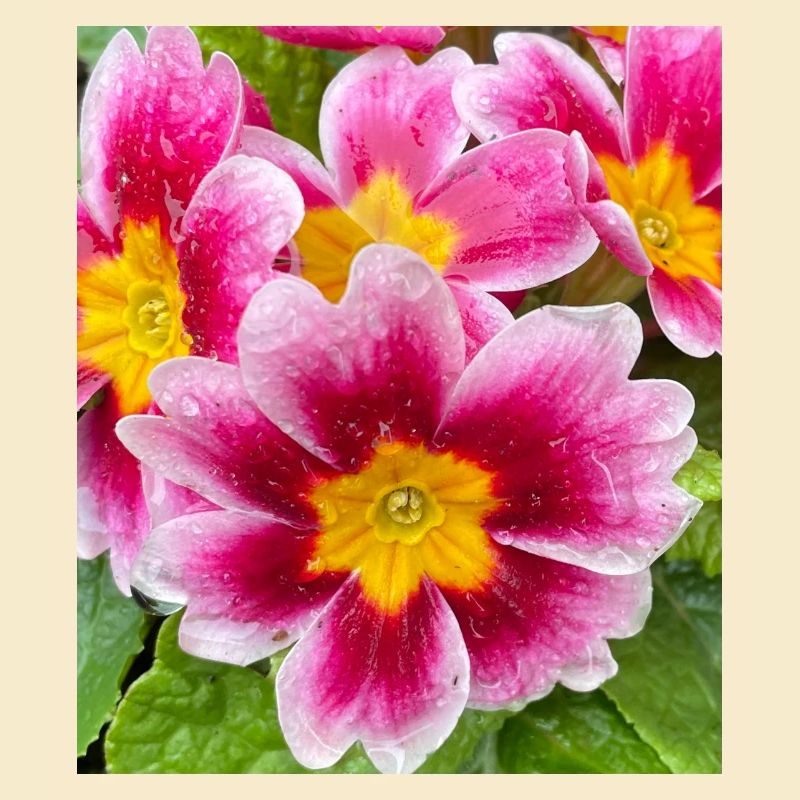 Tolle Blume