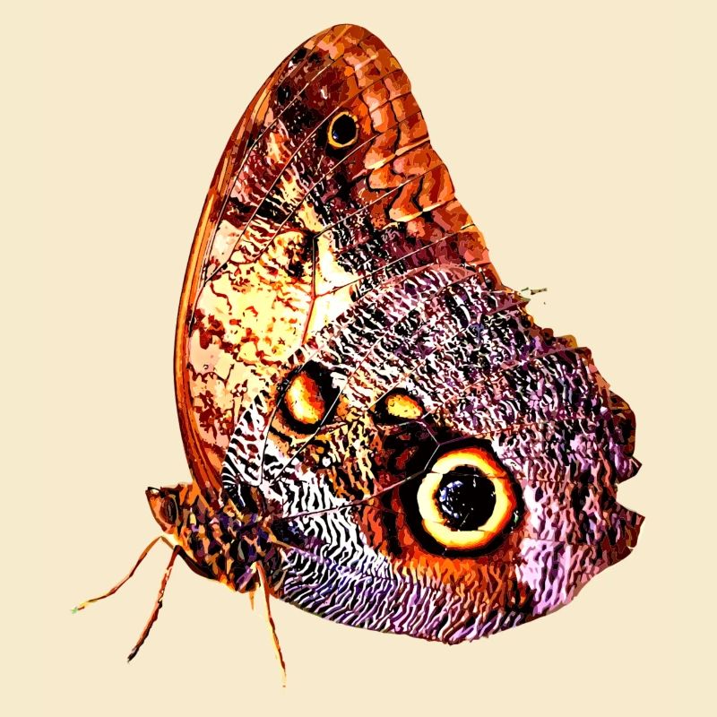 Papillon, papillon, insecte, idée cadeau