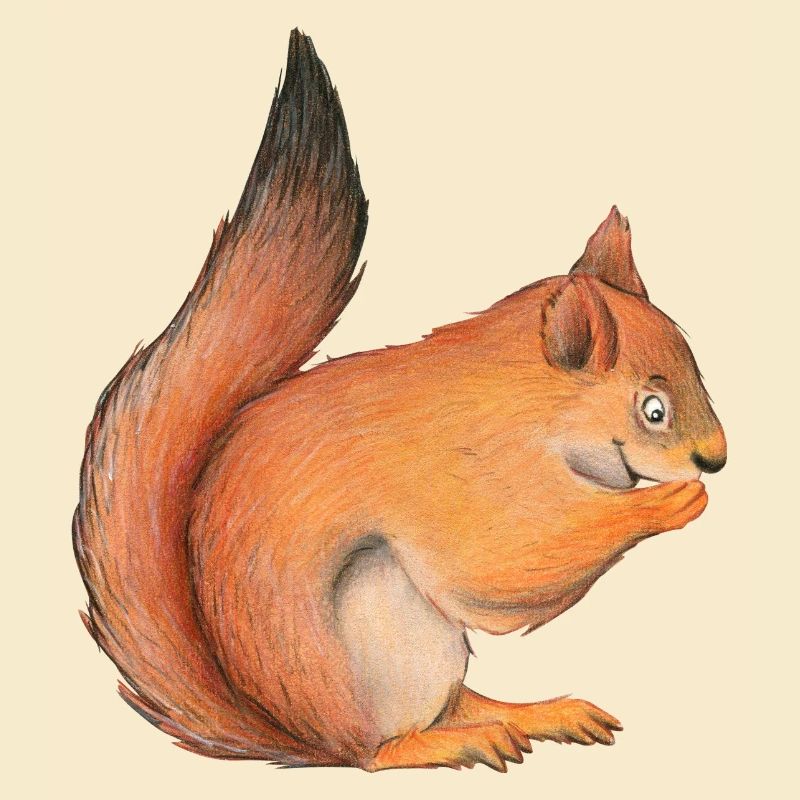 Eichhörnchen
