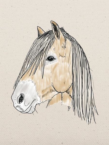 haflinger