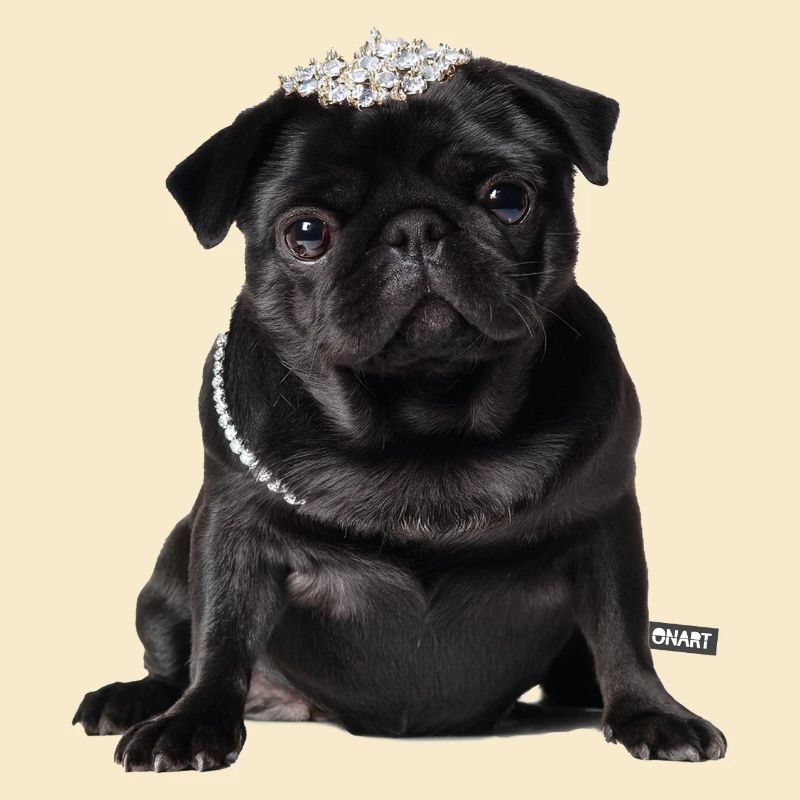 Mops schwarz