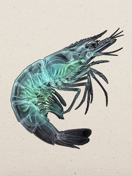 Röntgen Garnele Seafood