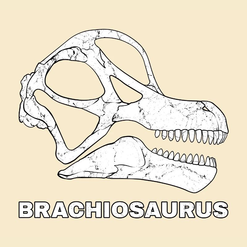Brachiosaurus Fossil Kopf