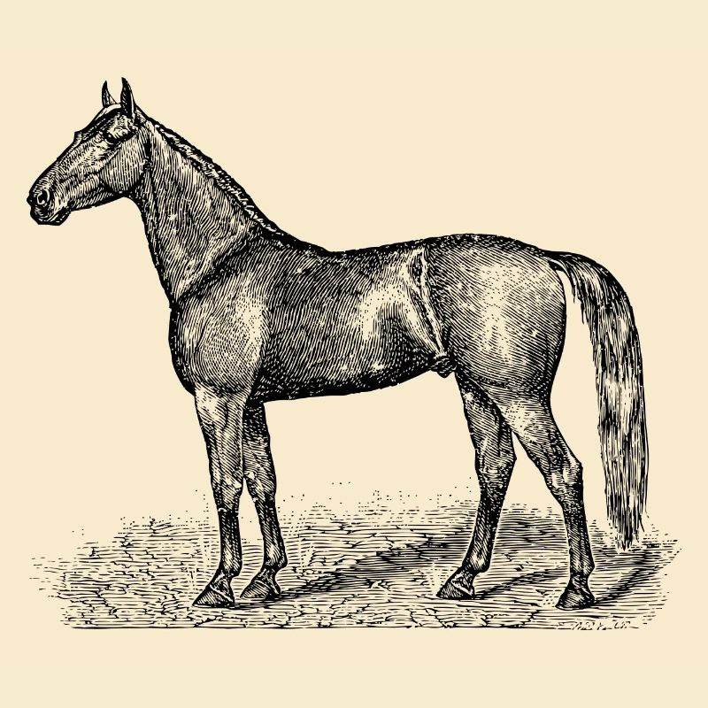 Pferde
