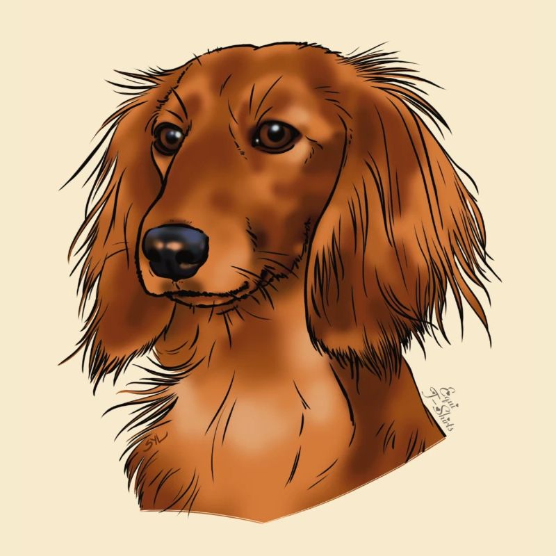 longhaired dachshund (without text) light textiles