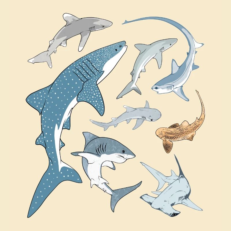Types de requins Espèces de requins