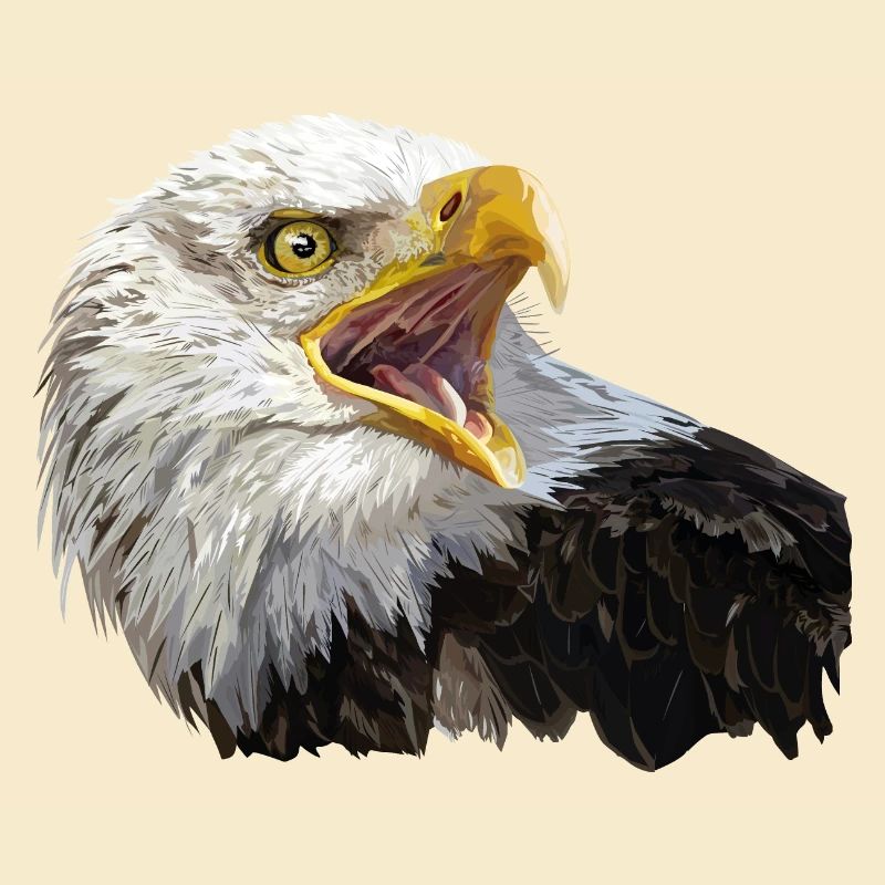bald eagle
