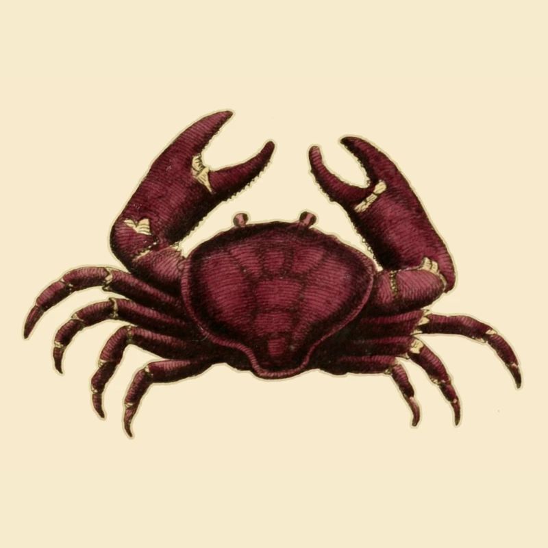 Krabbe