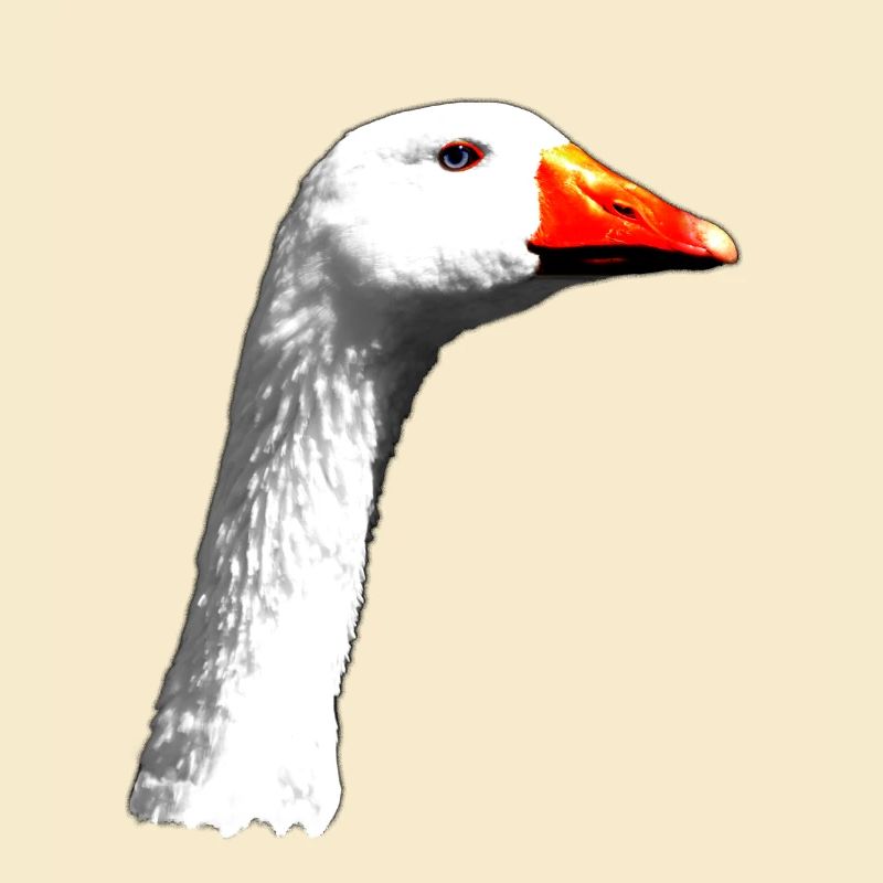 Gans