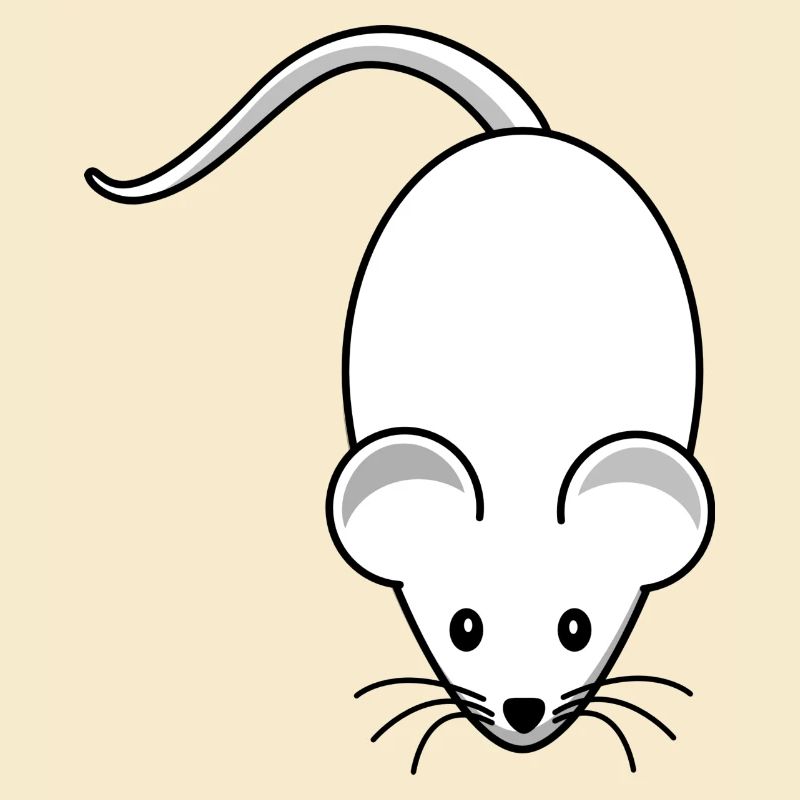 Maus,mäuschen,weisse maus
