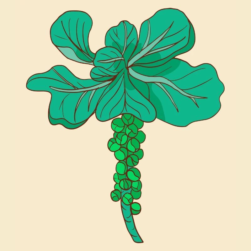 Brussels sprouts Brussels cabbage sprouts cabbage sprouts