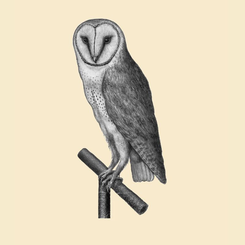 Eule