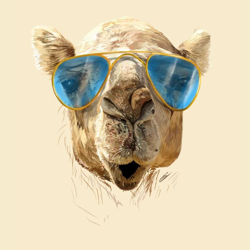Camel with sunglasses