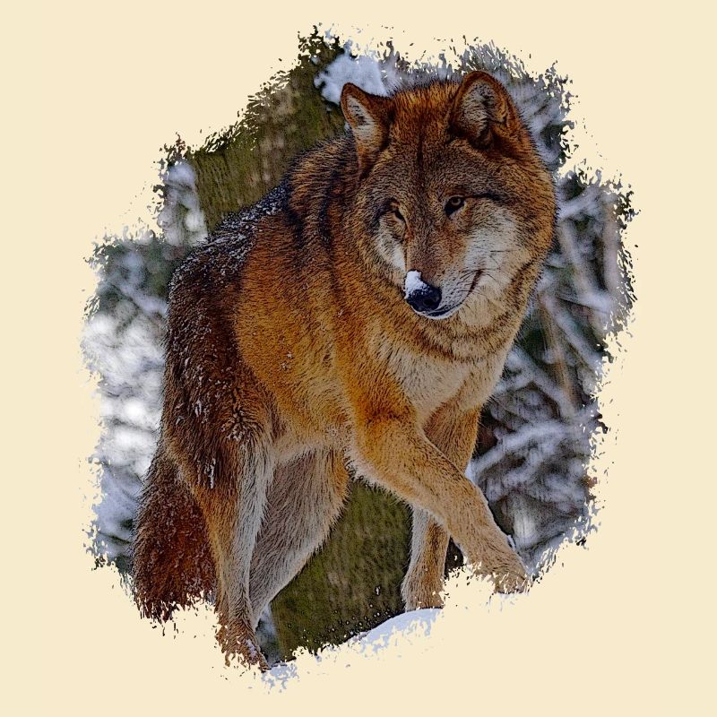 Wolf