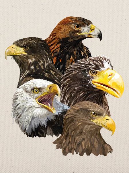 Raubvögel