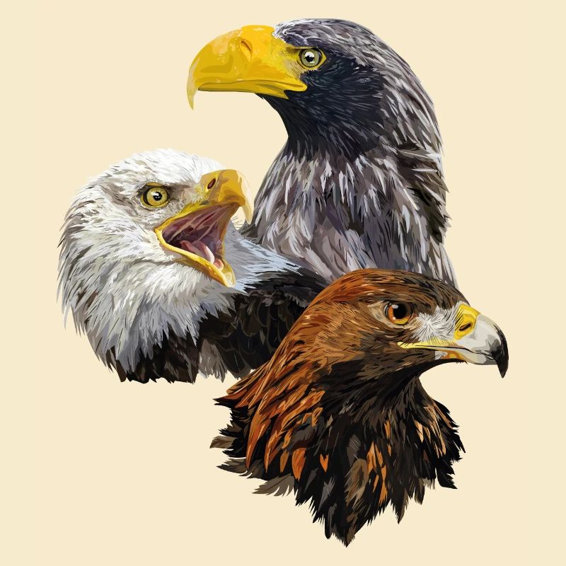 Raubvögel