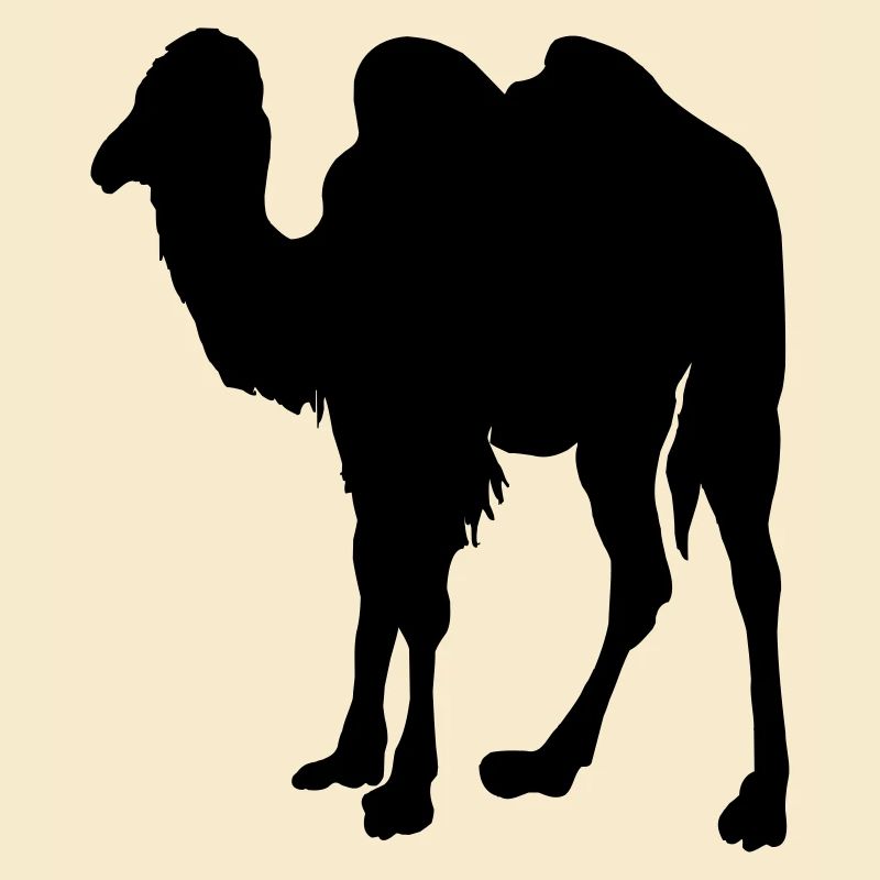 Kamel, Kamel