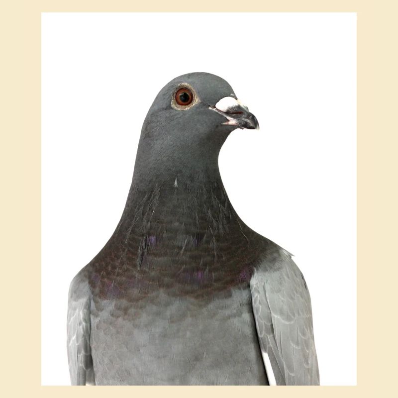 Taube. Pigeon