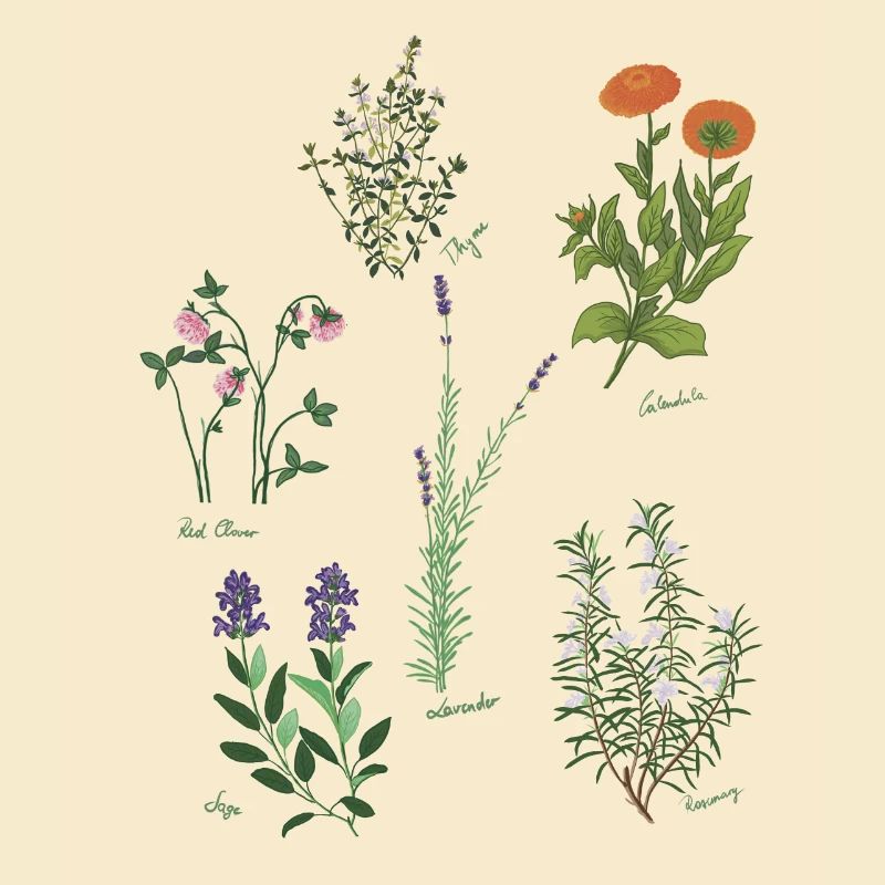 Herbarium Herbal Knowledge