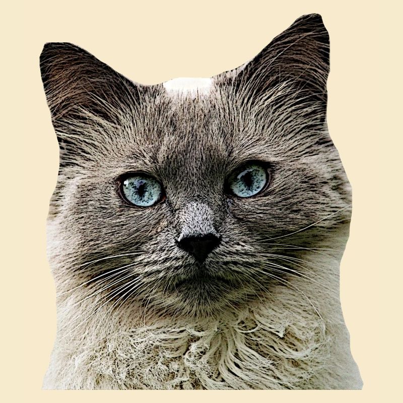 Cat Cats cat Cats Cat Head