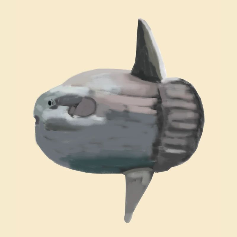 Ocean sunfish