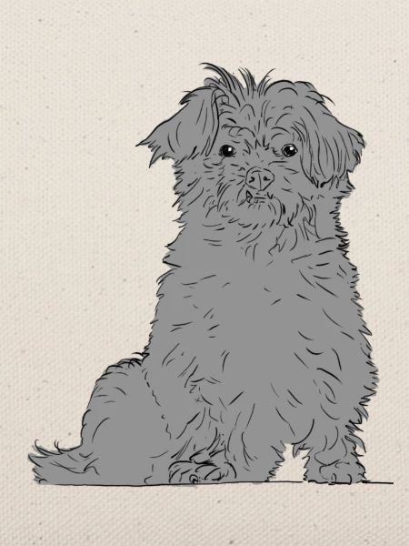 Abenteuerlustiger Terrier