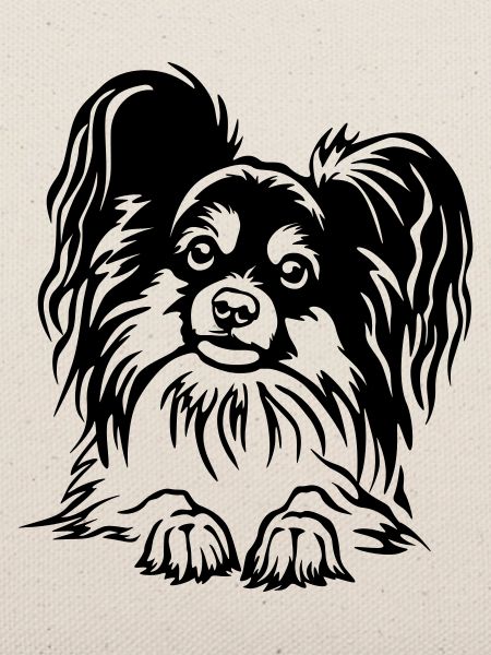 Papillon Kopf