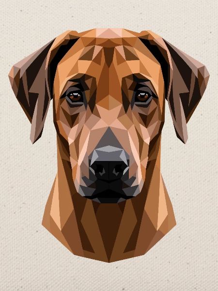 Rhodesian Ridgeback Jagdhund Hunde Stolz Ridgeback