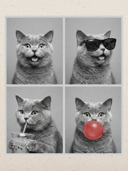 Katzen Britisch Kurzhaar Katze